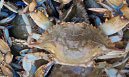 Fresh blue crab harvest