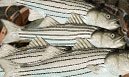 Rockfish Striped Bass from a current harvest