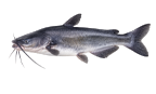Blue catfish