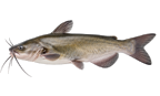 Channel catfish