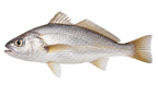 Croaker