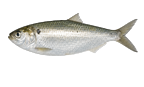 Menhaden icon