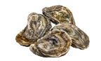 Eastern oysters