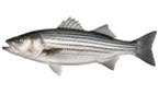 Striped bass / rockfish