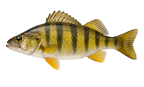 Yellow perch