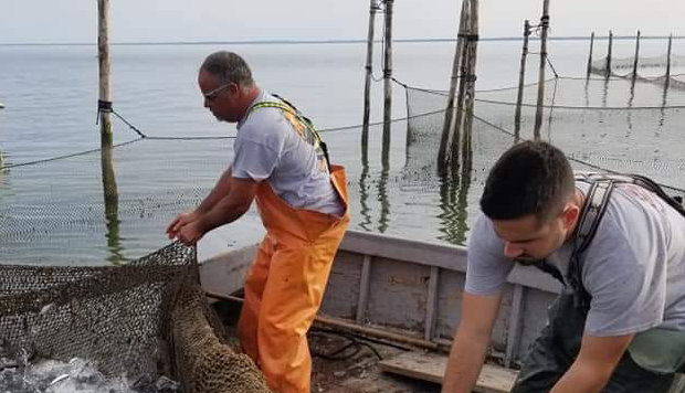 Working waterman connected to Chesapeake seafood harvests